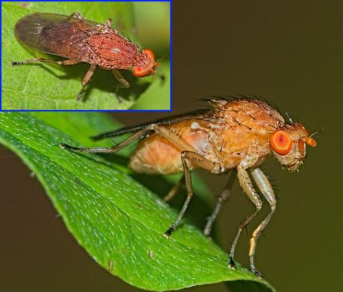 Suillia affinis
